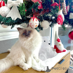 Photo №1. sacré de birmanie - à vendre en ville de Alavus | 533€ | Annonce № 164593