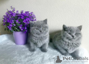 Photo №1. british shorthair - à vendre en ville de Erfurt | 500€ | Annonce № 130190