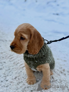 Photo №3. Chiots cocker anglais vérifiés par le vétérinaire et en bonne santé. Allemagne