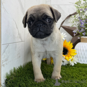 Photo №1. puggle - à vendre en ville de Badenheim | 350€ | Annonce №151477