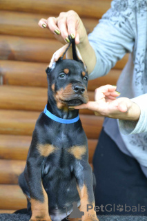 Photo №3. Chiots Dobermann à vendre. Serbie