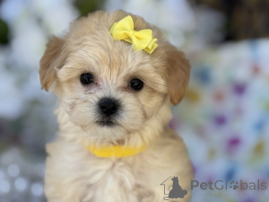 Photo №1. maltipu - à vendre en ville de Thuringhausen | 900€ | Annonce №150190