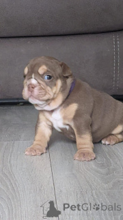 Photo №3. Acești frumoși pui de Bulldog Anglais. La Roumanie