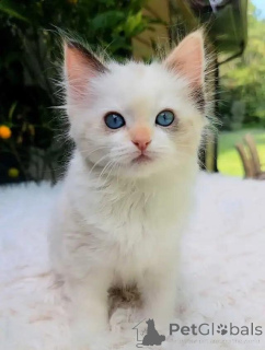 Photo №4. Je vais vendre ragdoll en ville de Rhin-Palatz. annonce privée - prix - 580€