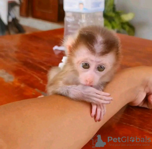 Photo №2 de l'annonce № 131974 de la vente  - acheter à USA annonce privée