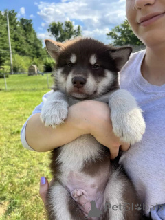 Photo №1. malamute de l'alaska - à vendre en ville de Amityville | 649€ | Annonce №176230