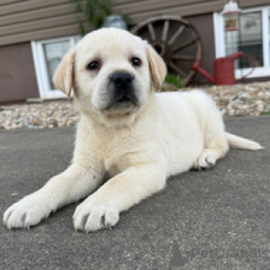 Photo №3. Labrador Retriever Femelle de 5 semaines Prêt d'ici le 28 mars. Allemagne