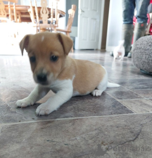 Photo №4. Je vais vendre jack russell terrier en ville de Boğazköy. annonce privée - prix - Gratuit
