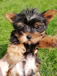 Photos supplémentaires: Chiot Yorkie au visage de bébé