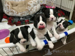 Photo №3. Des chiots Boston Terrier prêts pour une nouvelle maison. Allemagne