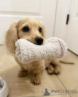 Photo №2 de l'annonce № 144409 de la vente teckel - acheter à Allemagne éleveur