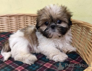 Photo №2 de l'annonce № 30195 de la vente shih tzu - acheter à Allemagne 