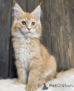 Photo №2 de l'annonce № 161675 de la vente maine coon - acheter à USA éleveur