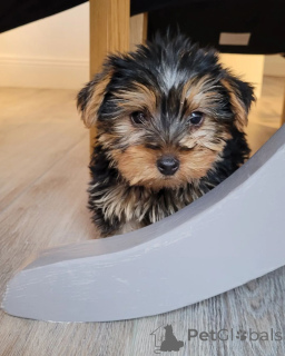 Photo №4. Je vais vendre yorkshire terrier en ville de Arizona City. éleveur - prix - 736€