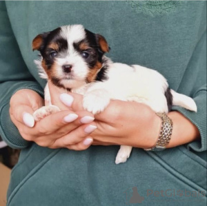 Photo №1. biewer yorkshire terrier, yorkshire terrier - à vendre en ville de Varsovie | négocié | Annonce №41878