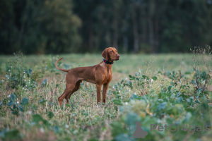 Photos supplémentaires: Chiot Vizsla hongrois