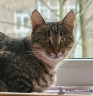 Photo №3. Kitty Spring est entre de bonnes mains.. Fédération de Russie