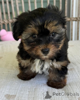 Photo №3. Beaux bébés Yorkie vérifiés par le vétérinaire et en bonne santé. République Tchèque