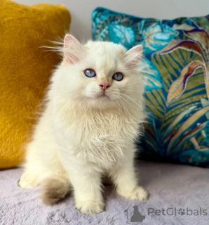 Photo №1. british longhair - à vendre en ville de Berlingen | 350€ | Annonce № 173287
