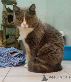 Photo №1. scottish straight - à vendre en ville de Balashikha | Gratuit | Annonce № 155967