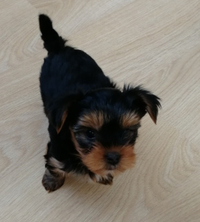 Photo №4. Je vais vendre yorkshire terrier en ville de Saint-Pétersbourg. annonce privée - prix - 213€