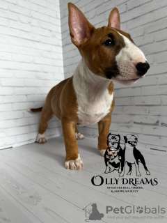 Photo №1. bull terrier - à vendre en ville de Paris | 2300€ | Annonce №44737