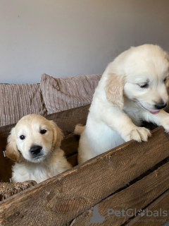 Photo №2 de l'annonce № 96953 de la vente golden retriever - acheter à La finlande annonce privée