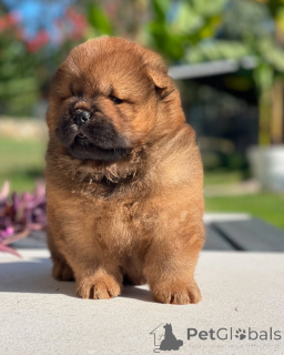 Photo №1. chow-chow - à vendre en ville de Alhambra | 872€ | Annonce №157417