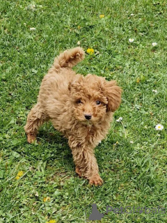 Photos supplémentaires: Caniche jouet