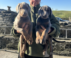 Photo №1. dobermann - à vendre en ville de Oksakoski | 490€ | Annonce №168933