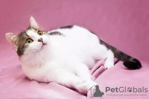 Photo №3. Chat Kostya entre de bonnes mains. Fédération de Russie