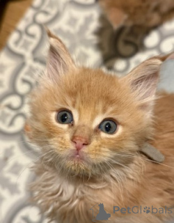 Photo №4. Je vais vendre maine coon en ville de Munich. éleveur - prix - 872€