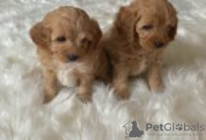 Photo №3. chiots cavapoos à vendre. La finlande