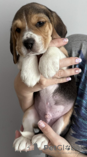 Photo №1. beagle - à vendre en ville de New york | 265€ | Annonce №100238