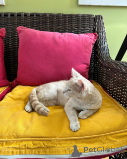 Photo №2 de l'annonce № 150630 de la vente chat de gouttière - acheter à Allemagne 