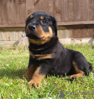 Photo №3. Chiots Rottweiler mignons. Lituanie