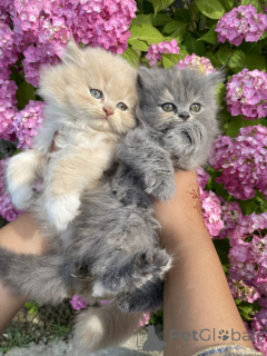 Photo №2 de l'annonce № 161291 de la vente maine coon - acheter à Allemagne éleveur