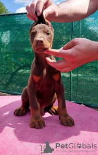 Photos supplémentaires: Chiots Dobermann