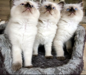 Photo №3. Chatons Ragdoll. Allemagne