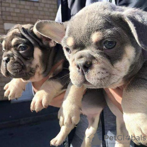 Photo №1. bouledogue - à vendre en ville de Фермопилы | 350€ | Annonce №129974