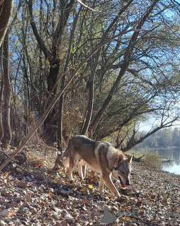 Photos supplémentaires: Chiots chiens-loups tchécoslovaques