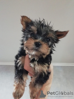 Photo №4. Je vais vendre yorkshire terrier en ville de Saarbrücken. annonce privée - prix - 265€