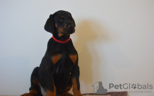 Photo №4. Je vais vendre dobermann en ville de Homer. annonce privée - prix - 284€