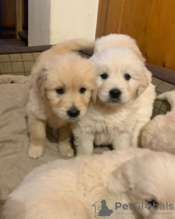 Photos supplémentaires: De jolis chiots Golden Retriever disponibles maintenant