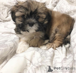Photo №2 de l'annonce № 99893 de la vente shih tzu - acheter à Pays Bas éleveur