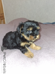 Photo №3. Charmants chiots Yorkshire Terrier. Estonie
