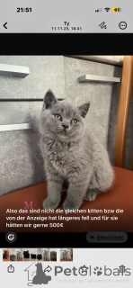 Photo №1. british shorthair - à vendre en ville de Bergisch Gladbach | 350€ | Annonce № 160263
