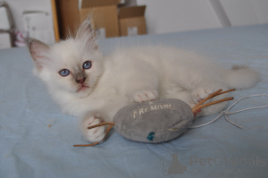 Photo №3. chatons sacré de Birmanie pour bonne maman. Belgique