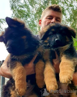 Photo №2 de l'annonce № 116135 de la vente berger allemand - acheter à Pologne éleveur