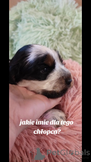 Photo №3. Cocker Puppies Spaniel English. Pologne
